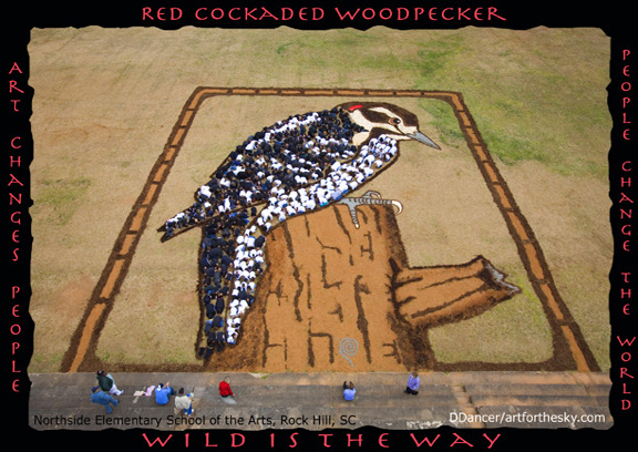 woodpecker